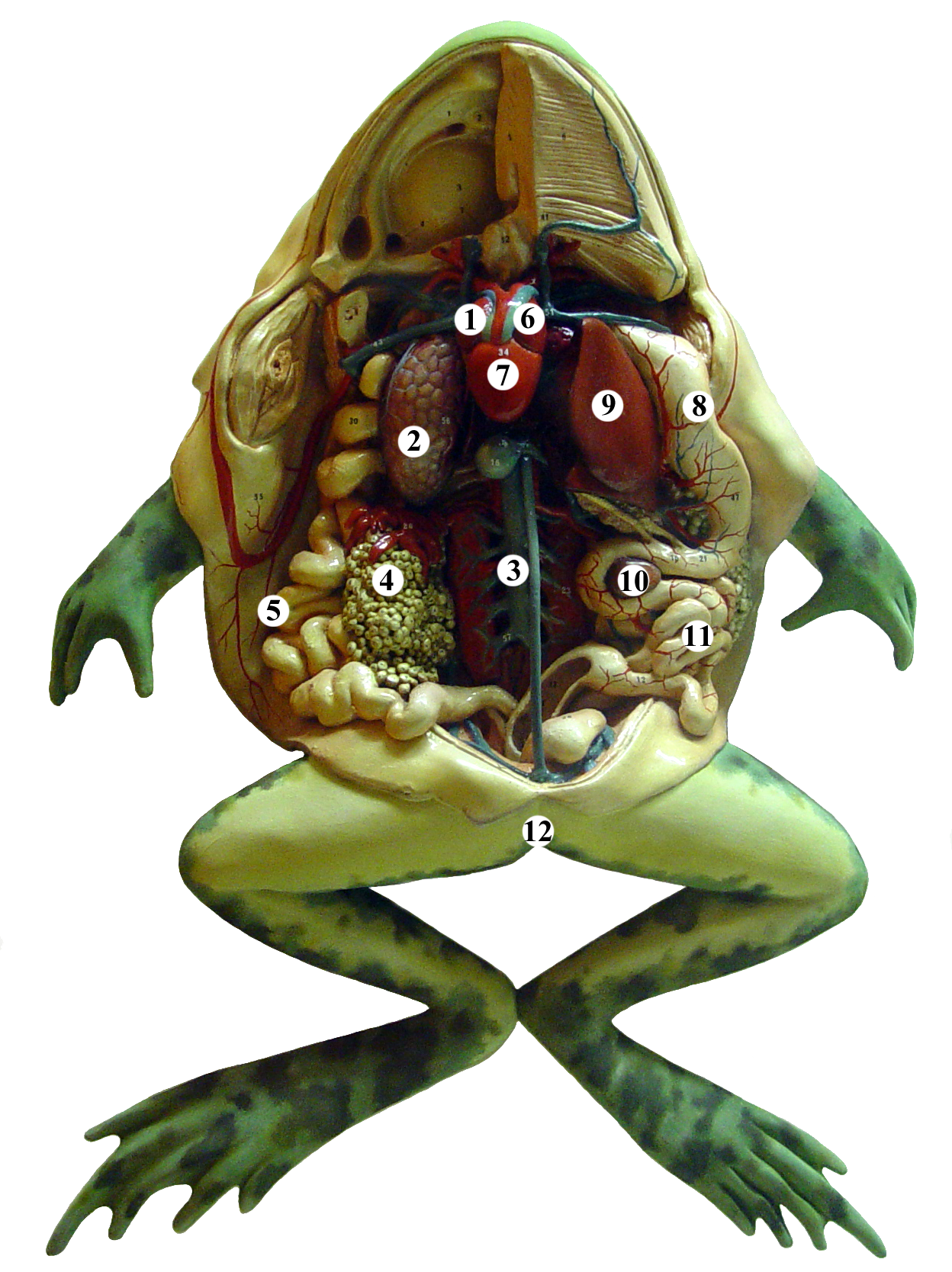 dissect frog