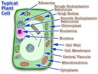 flagella in a plant cell